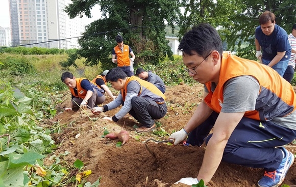 ▲ 호반건설 임직원 봉사단 '호반사랑나눔이'가 지난 23일 '김포 소망의 집'을 찾아 고구마 텃밭 관리 등 봉사활동을 진행했다. ⓒ호반건설