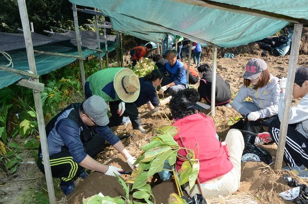 ▲ 지난해 축제 때 증평 인삼캐기 체험 장면.ⓒ증평군