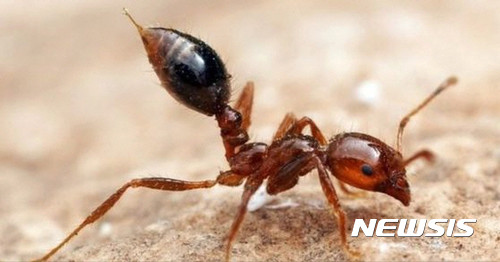 지난달 28일 부산 감만부두에서 최초로 발견된 '붉은 독개미'의 전국 확산에 대한 우려가 커지는 가운데, 정부의 긴급한 대처가 요구되고 있다.ⓒ뉴시스.