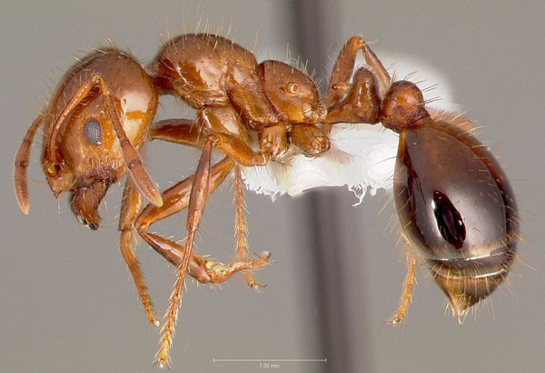 ▲ 부산 감만항 부두 일대에서 발견된 '붉은 불개미'. 배 끝에 독침이 달려 있다. ⓒ위키피디아 공개사진.