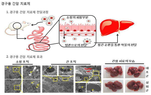 ▲ 경구용 간암치료제 슬라이드.ⓒ한국교통대