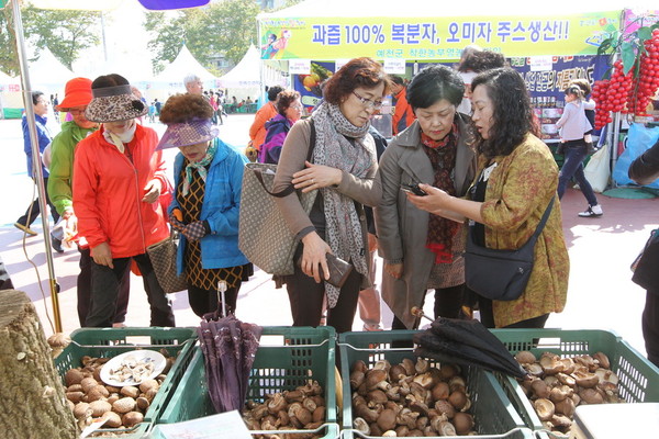 ▲ 예천군이 ‘2017곤충나라 Clean 예천농산물대축제’ 막바지 준비에 박차를 가하고 있다.ⓒ예천군