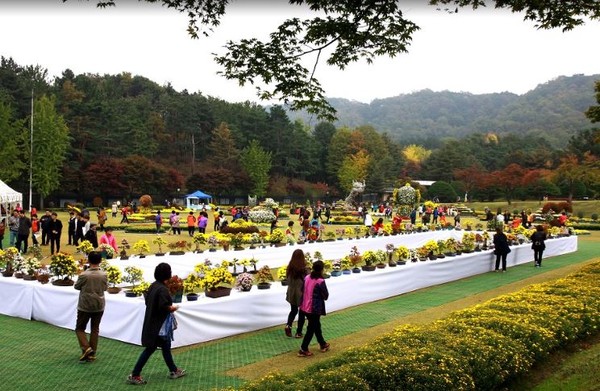 ▲ 대통령 별장 청남대 국화축제 관람객 모습.ⓒ충북도