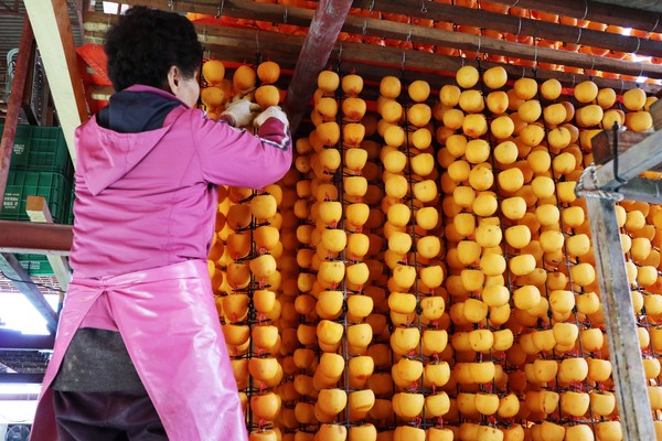 ▲ 영동읍 매천리 소재 곶감 농가 작업 모습.ⓒ영동군