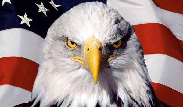 ▲ "지켜보고 있다!" 미국의 국조인 '흰머리 수리'와 성조기. ⓒ美온라인 커뮤니티 화면캡쳐.