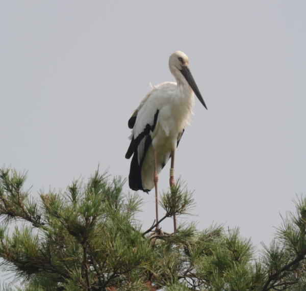 ▲ 한국교원대 황새사진.ⓒ한국교원대