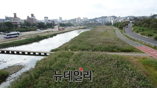 ▲ 충북 청주시 무심천의 갈대밭.ⓒ김정원 기자