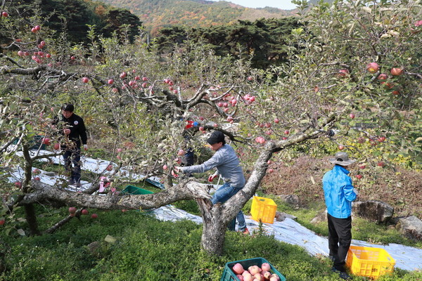 ▲ 예천군(군수 이현준)은 본격적인 수확기 영농철을 맞아 일손부족으로 어려움을 겪고 있는 농가를 위한 농촌일손돕기를 추진한다.ⓒ예천군