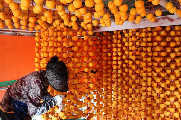▲ 영동군 용산면 시금리의 한 농가의 감타래에서 한창 곶감이 만들어지고 있다.ⓒ영동군