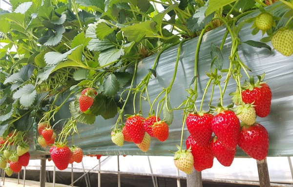 ▲ 수경재배 시설로 재배한 친환경 무농약 딸기.ⓒ충주시
