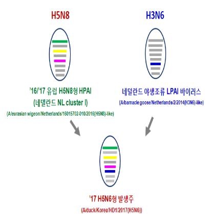 ▲ 유전자 재조합 모식도.ⓒ농림축산식품부