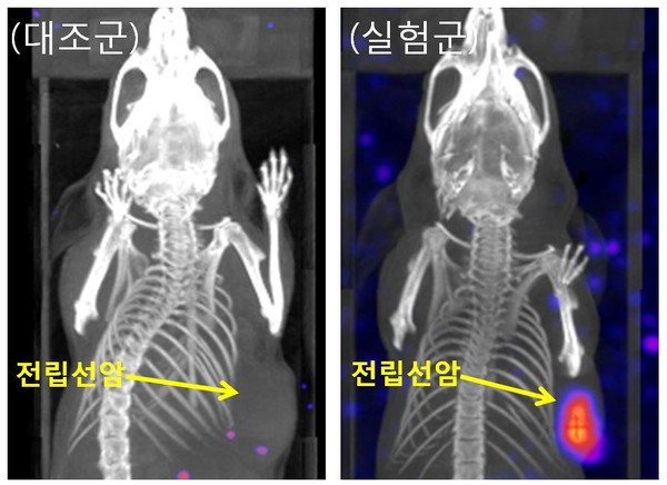 ▲ 전립선암 동물모델 영상.ⓒ한국원자력연구원