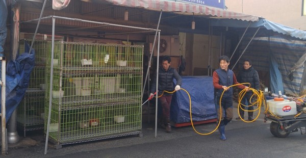 ▲ 청주시가 29일 육거리종합시장 내 산닭 판매점을 대상으로 일제소독을 실시했다.ⓒ청주시