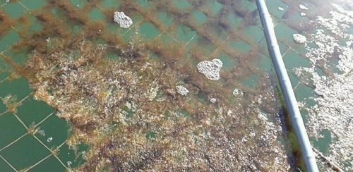 ▲ 서천 지역의 김 황백화 피해 모습.ⓒ서천군