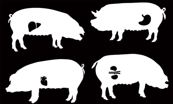 ▲ 돼지 몸 속에 인간의 대체장기를 재배하는 기술을 표현한 그래픽. ⓒ이탈리아 발렌시아大 생명공학윤리연구소 홈페이지 캡쳐.