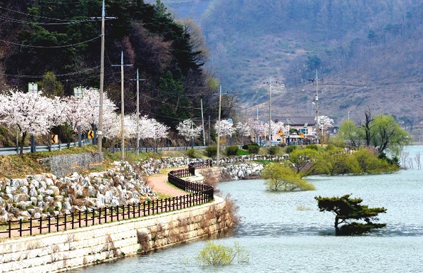 ▲ 벚꽃 핀 삼기저수지.(등잔길)ⓒ증평군