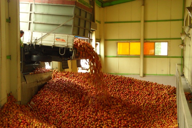 경북도는 사과가격 안정을 위해 올해 총 1만 5천톤의 저품위 사과를 상자당(20kg) 8,000원에 가공용으로 수매한다.ⓒ경북도