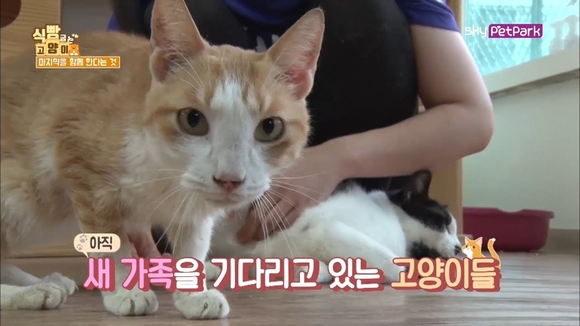 ▲ ⓒKT스카이라이프