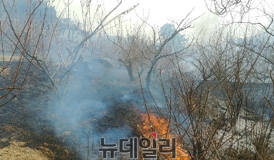 ▲ 10일 오후 세종시 금남면 발산리에서 화재가 발생한 가운데 자두과수원을 태우고 있다.ⓒ뉴데일리