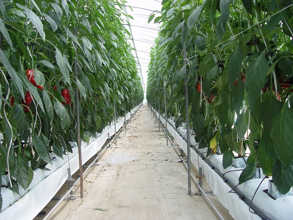 ▲ 현대화된 시설원예 하우스 모습.ⓒ충남도