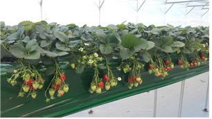 ▲ 서울시 농업기술센터는 19일 서초구 내곡동에 위한 1,190㎡ 규모의 딸기체험농장에서 수확체험에 참여할 사회복지시설 30개 단체를 모집한다