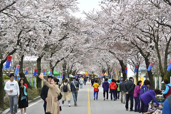 ▲ 지난해 제천 청풍호 벚꽃축제 모습.ⓒ제천시