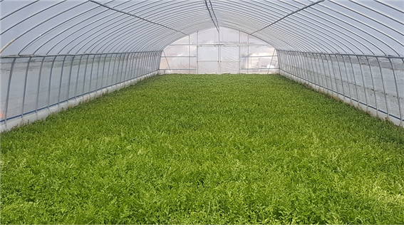 ▲ 대구시보건환경연구원은 동구 팔공산, 달성군 일대에서 재배되는 미나라가 모두 안전한 것으로 나타났다.ⓒ대구시