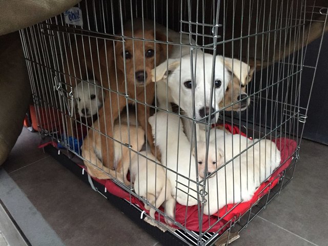 ▲ 서울시는 6일 전국 최초로 중성화를 통한 유기동물 방지 사업에 나선다고 밝혔다. 나백주 서울시 시민건강국장은 