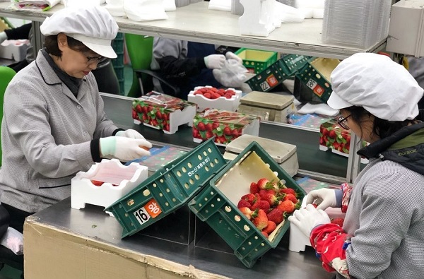 ▲ 딸기 수출을 위해 포장작업이 한창이다.ⓒ충남도