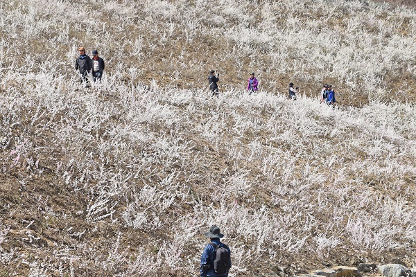 ▲ 괴산 미선나무 군락지.ⓒ괴산군