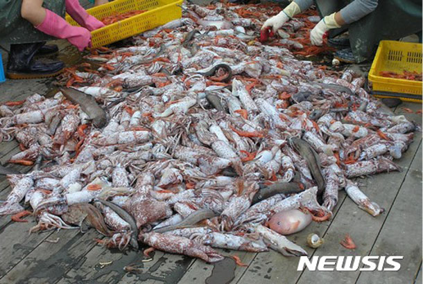▲ 오징어. 북한이 아니라 한국 어민들이 잡은 것이다. 북한에서는 이 오징어 때문에 '과부촌'이 크게 늘고 있다고 한다. ⓒ뉴시스. 무단전재 및 재배포 금지.