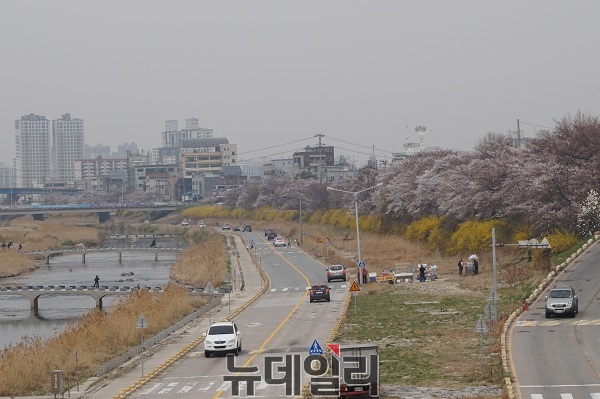 ▲ 2일 충북 청주 무심천에 벗꽃이 만개했다. 무심천 벗꽃은 이번주에 절정에 이를 것으로 보인다. ⓒ김정원 기자