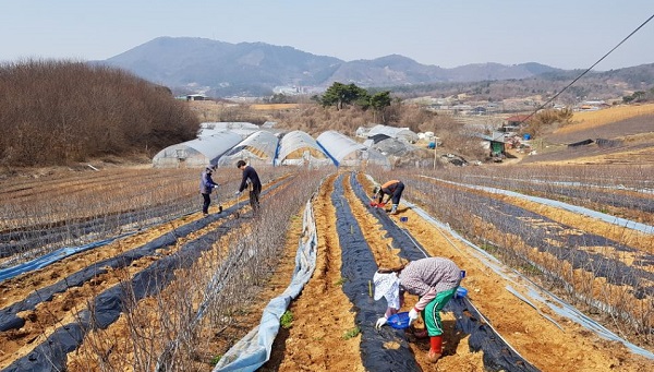 ▲ 홍성군 농업기술센터 및 국립농업과학원 직원과 농업인 등 10여 명은 지난달 26일 이번 시험 연구의 첫 시작으로 농가에 방문해 직접 감자를 파종했다.ⓒ홍성군