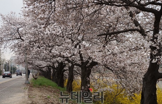 ▲ 충북 청주 무심천변에 벚꽃이 활짝펴 행락객들을 맞이하고 있다.ⓒ김정원 기자