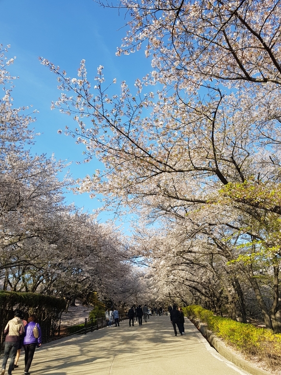 ▲ SK인천석유화학의 벚꽃동산 산책로 ⓒ[인천=뉴데일리 송승근 기자]