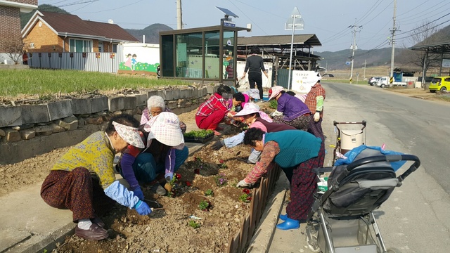 ▲ 의성군(군수 김주수)은 치매보듬마을 사업의 일환으로 지난 24일 의성읍 자치골 마을입구 및 골목길 주변에 힐링 꽃밭을 조성했다.ⓒ의성군