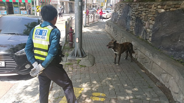 ▲ 28일 오전 목줄 없이 대형견이 돌아다닌다는 신고전화를 받고 출동한 용암지구대 소속 경찰이 포획을 위해 살펴보고 있다.ⓒ상당경찰서