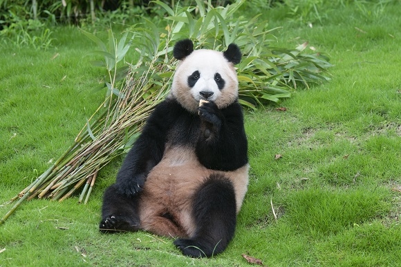 ▲ 에버랜드 아이바오(암컷)ⓒ삼성물산 리조트부문