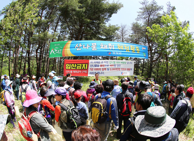 ▲ 이번 축제에는 그동안 산나물축제의 발전방안으로 제시된 축제장내 먹거리 존을 대폭 강화해 관광객을 맞이한다.ⓒ영양군