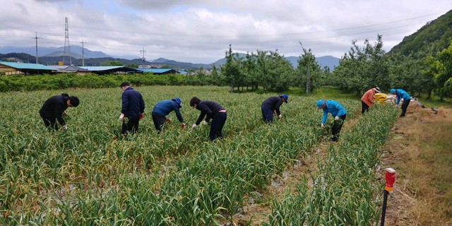 ▲ 영천시 기업유치과와 산림녹지과는 임고면 고천리, 문화예술과는 금호읍 오계리 등 지역에서 마늘종 제거, 과수 적과 작업, 포도순 치기 등 다양한 영농지원으로 구슬땀을 흘렸다.ⓒ영천시