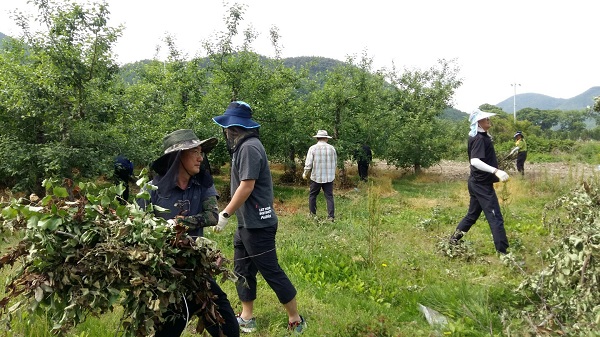 ‘KRC영농도우미’ 회원들이 사과 열매솎기, 접과 등을 돕고 있다.ⓒ한국농어촌공사 충북지역본부