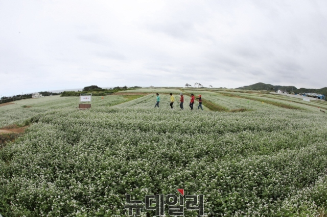 ▲ 포항시가 경관농업의 성공적인 모델로 꼽고 있는 호미반도 9만평 들에 핀 메밀꽃 모습.ⓒ뉴데일리