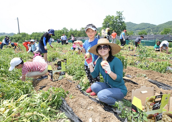 ▲ 사진은 2017년 괴산 감물감자축제 모습.
ⓒ괴산군