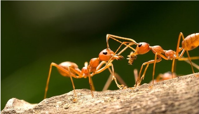 ▲ 붉은 불개미 ⓒ 검역본부 홈패이지 캡처
