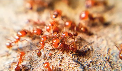 ▲ 붉은 불개미 ⓒ 검역본부 캡처