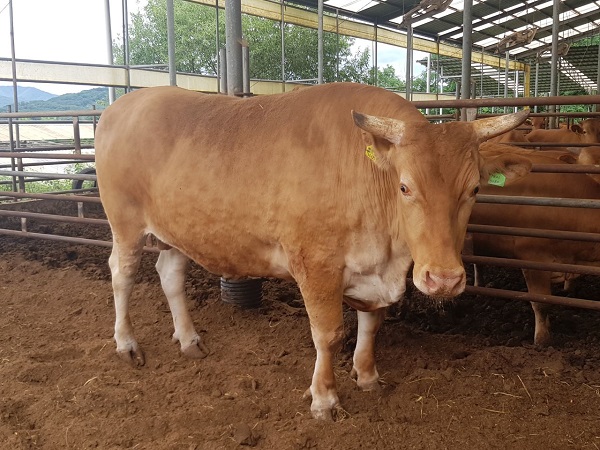 ▲ 충주시 방승환 농가가 사육한 거세 한우가 국내 최대의 슈퍼한우로 탄생될 전망이다.ⓒ충주시