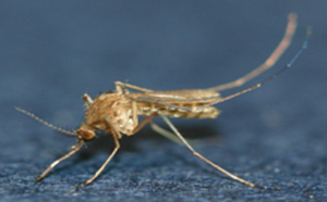 ▲ 작은빨간집모기ⓒ청주시