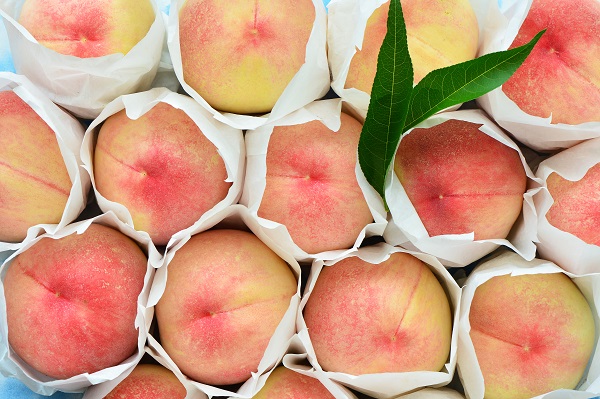 ▲ 홍콩으로 수출길에 오른 충주 노은에서 생산한 하늘작 복숭아.ⓒ충주시