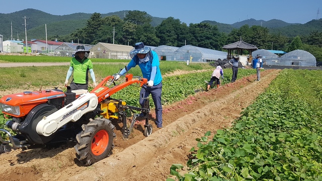 ▲ 영덕군이 지난 20일 1기작 고구마 수확을 성공했다. 사진은 1차 고구마 수확 장면.ⓒ영덕군