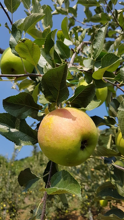 ▲ 국내 육성품종 ‘썸머킹’ⓒ괴산군